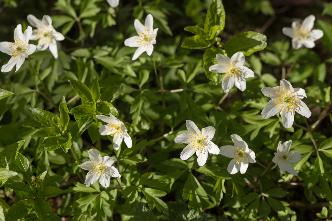 Image of Anemone nemorosa specimen.