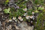 Vaccinium vitis-idaea. Цветущее растение. Карачаево-Черкесия, Домбай, гора Мусса-Ачитара, 2800 м н.у.м., на каменистом склоне. 07.07.2015.