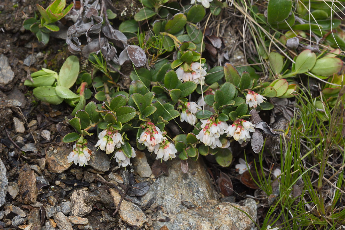 Image of Vaccinium vitis-idaea specimen.