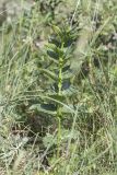 genus Vincetoxicum. Развивающееся растение. Крым, Бахчисарайский р-н, окр. Мангуп-Кале, гора Баба-Даг, плато, луговина. 01.06.2025.