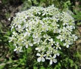 Anthriscus sylvestris. Соцветие. Коми, Интинский р-н, пос. Желанный, Приполярный Урал, долина р. Балбанью. 08.07.2010.