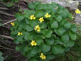 Viola biflora
