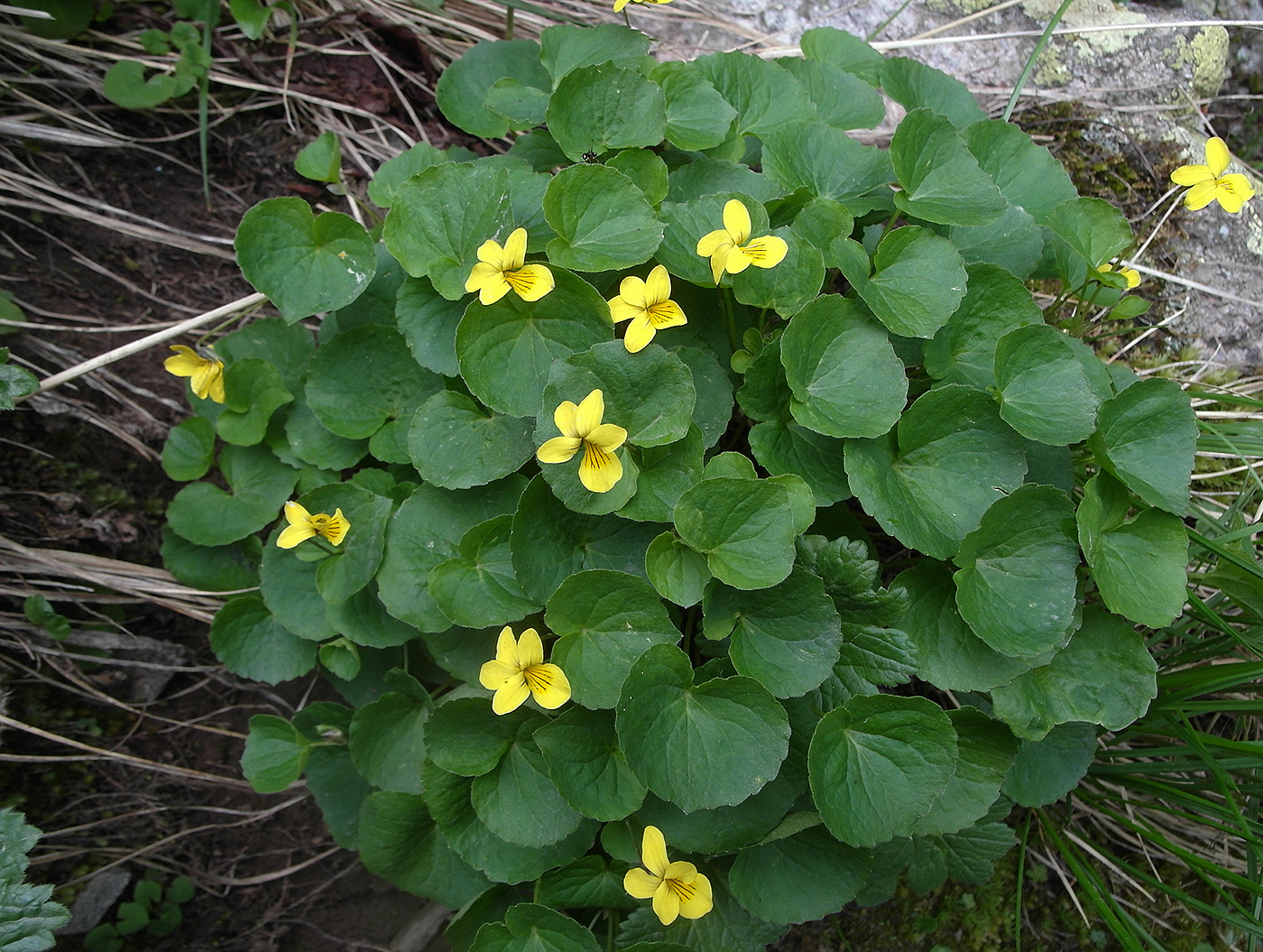 Image of Viola biflora specimen.