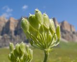 Heracleum asperum