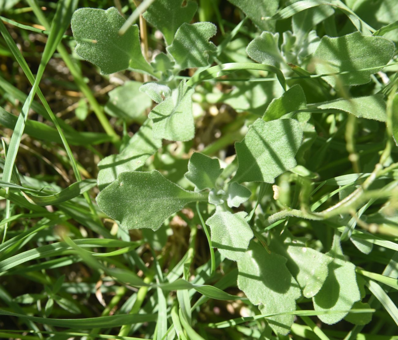 Изображение особи Arabis caucasica.