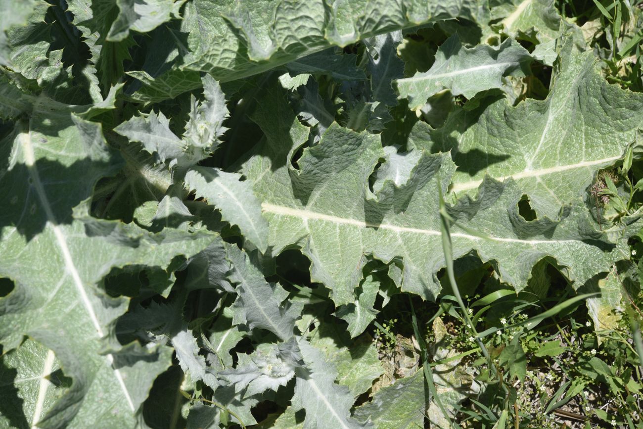 Image of Unknown species specimen.