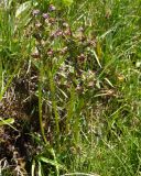 род Pedicularis