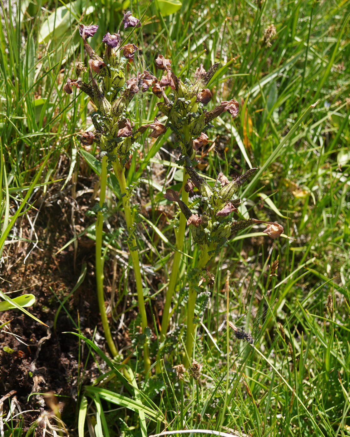 Изображение особи Pedicularis rhinanthoides.