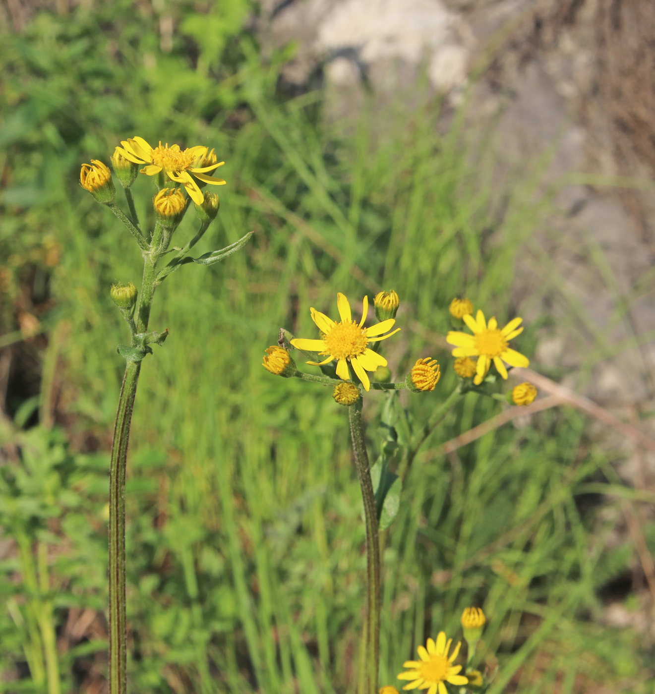 Image of Tephroseris integrifolia specimen.