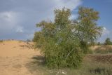 Betula pendula