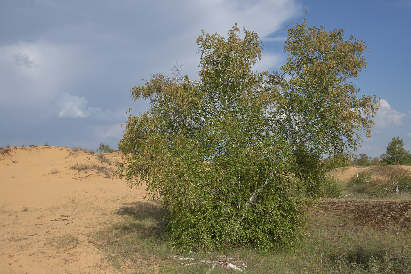 Image of Betula pendula specimen.