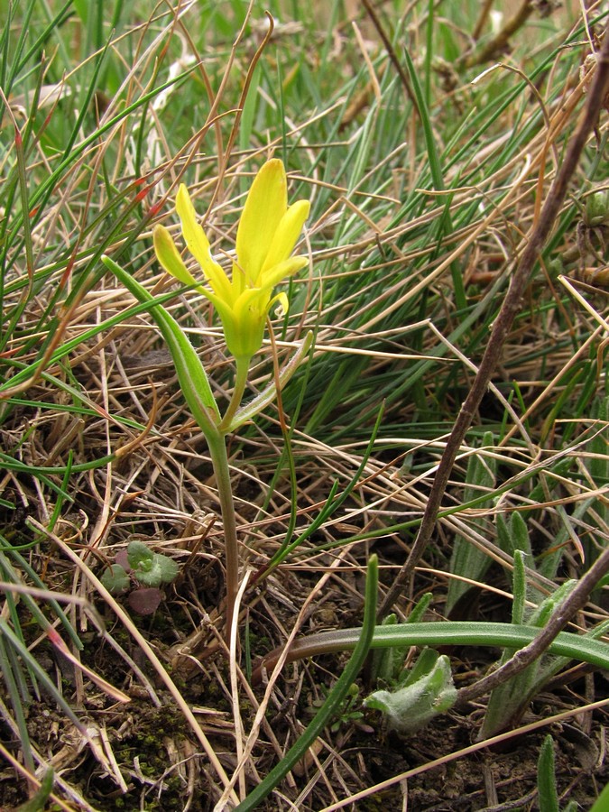 Image of Gagea artemczukii specimen.