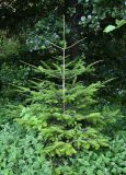 Abies alba
