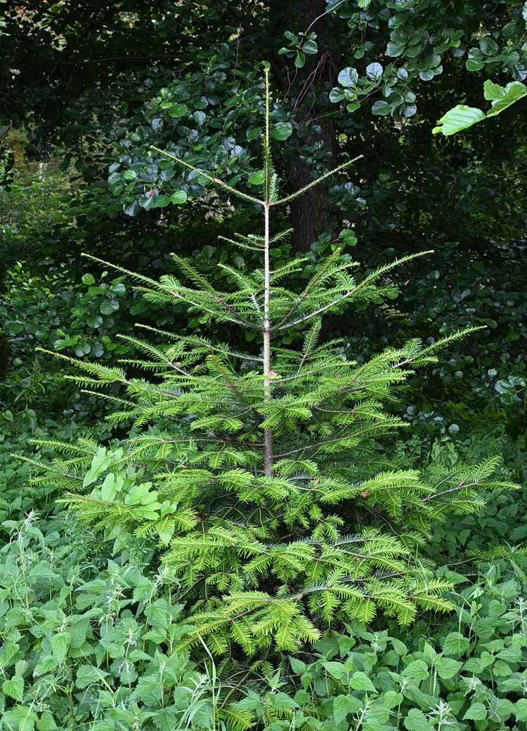 Изображение особи Abies alba.