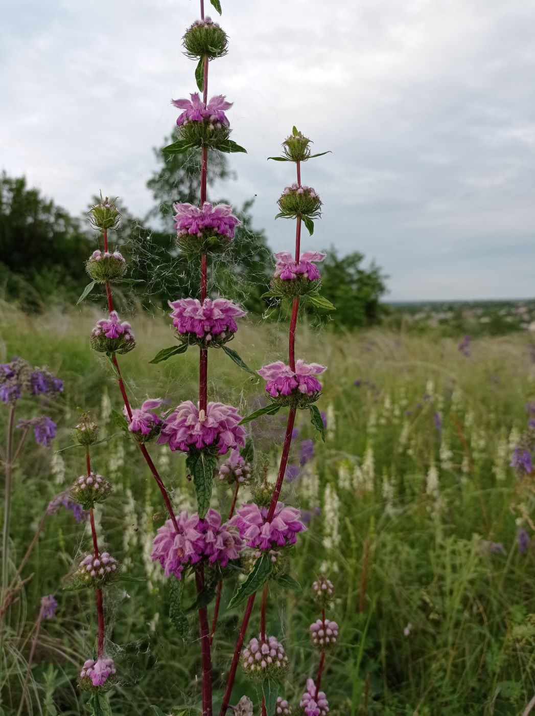 Image of Phlomoides tuberosa specimen.