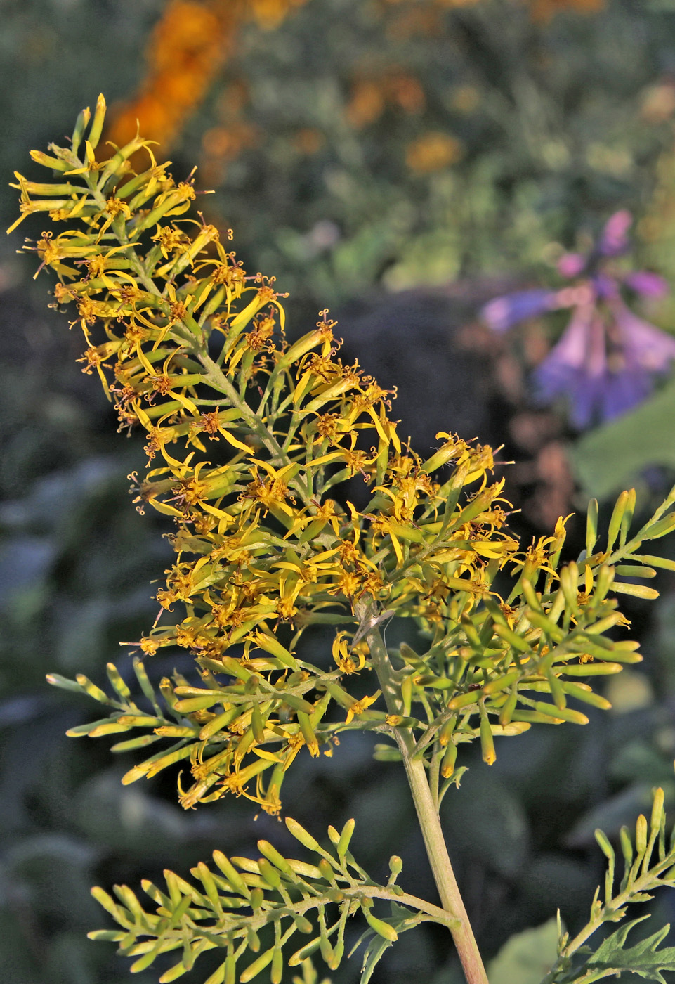Image of Sinacalia tangutica specimen.