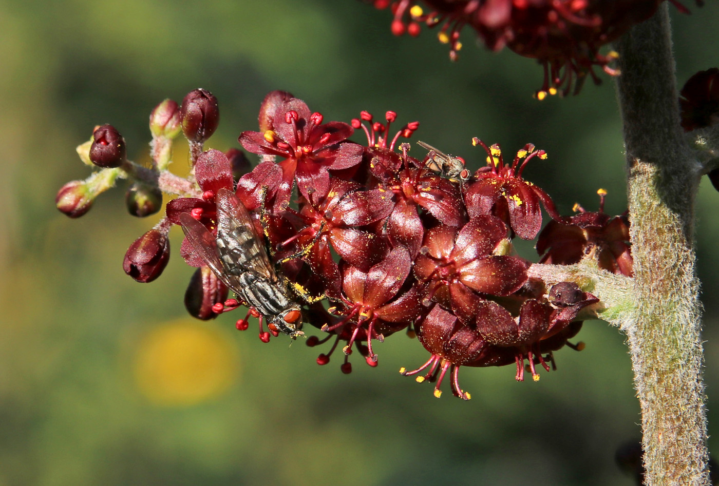 Изображение особи Veratrum nigrum.