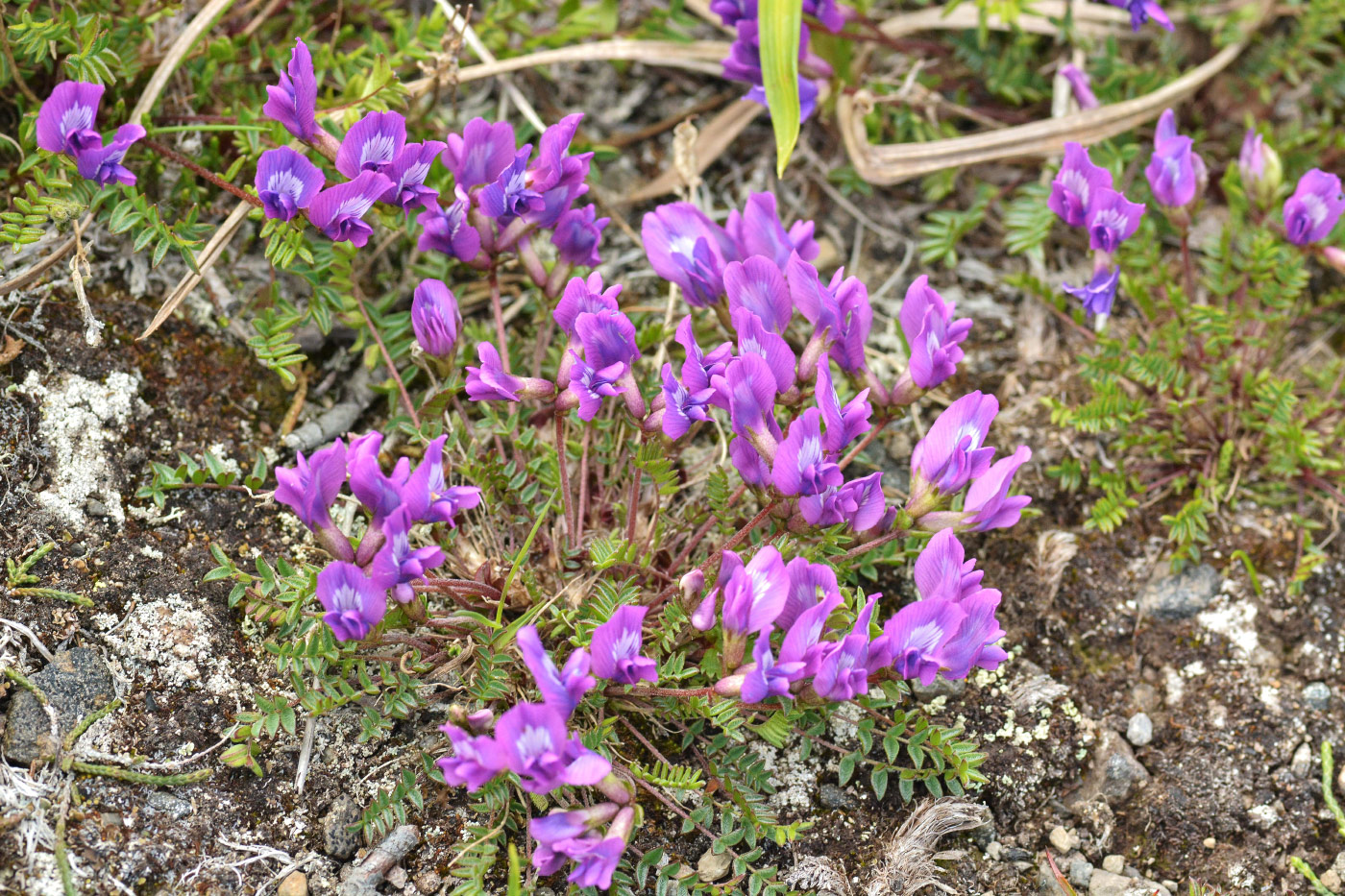 Image of genus Oxytropis specimen.