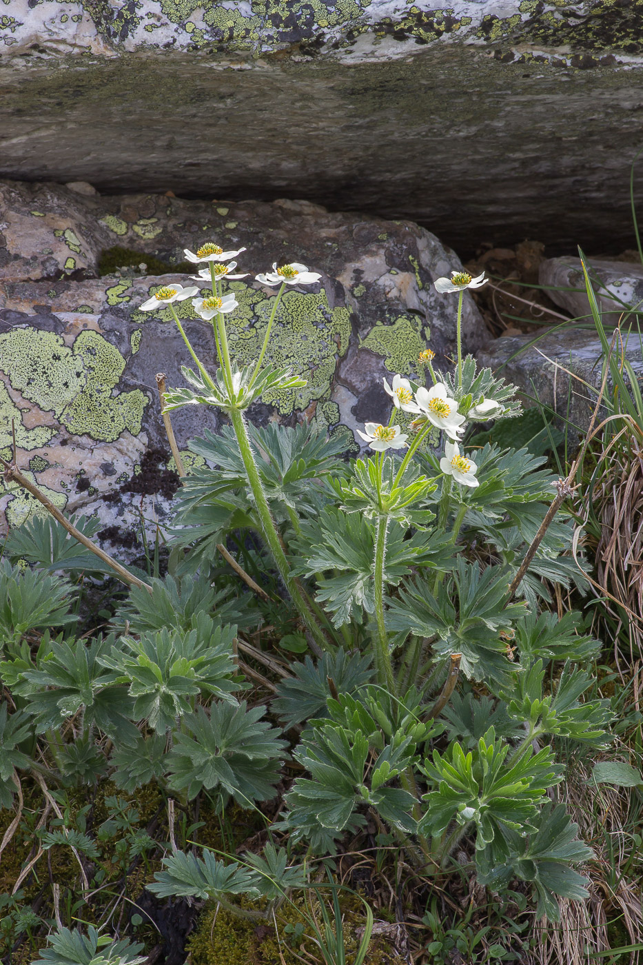 Image of Anemonastrum biarmiense specimen.