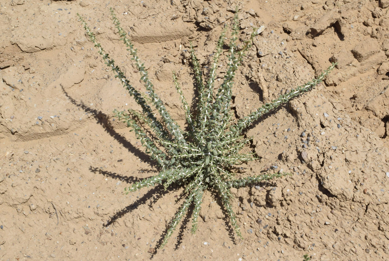 Image of Lycium ruthenicum specimen.