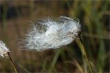 Eriophorum angustifolium. Соплодие с облетающими плодами. Карелия, восточный берег оз. Топозеро, низинное болото у границы с песчаным пляжем. 31.07.2025.