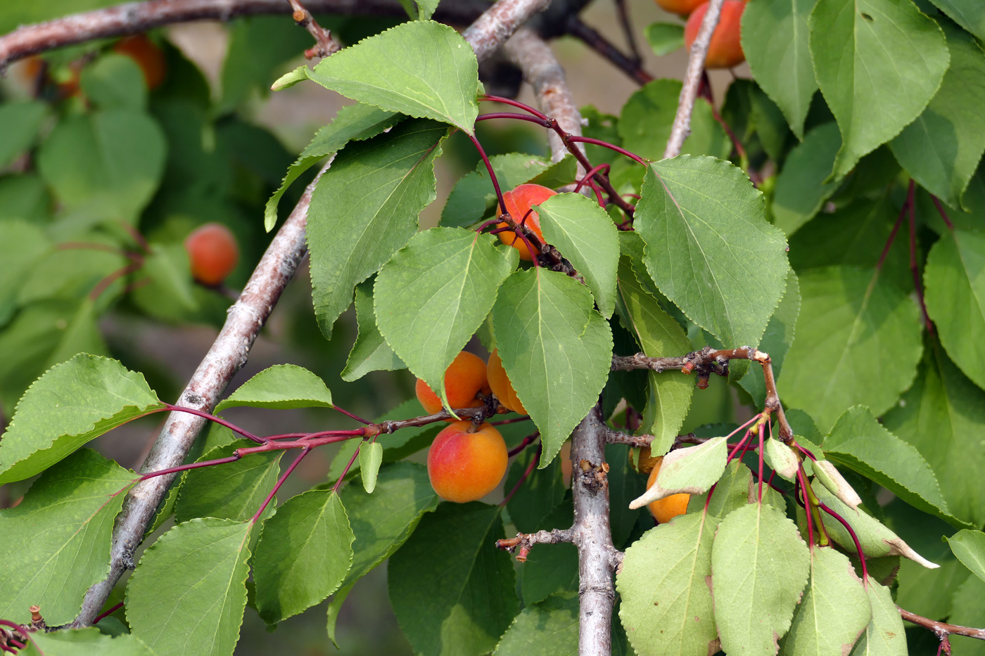 Изображение особи Armeniaca vulgaris.