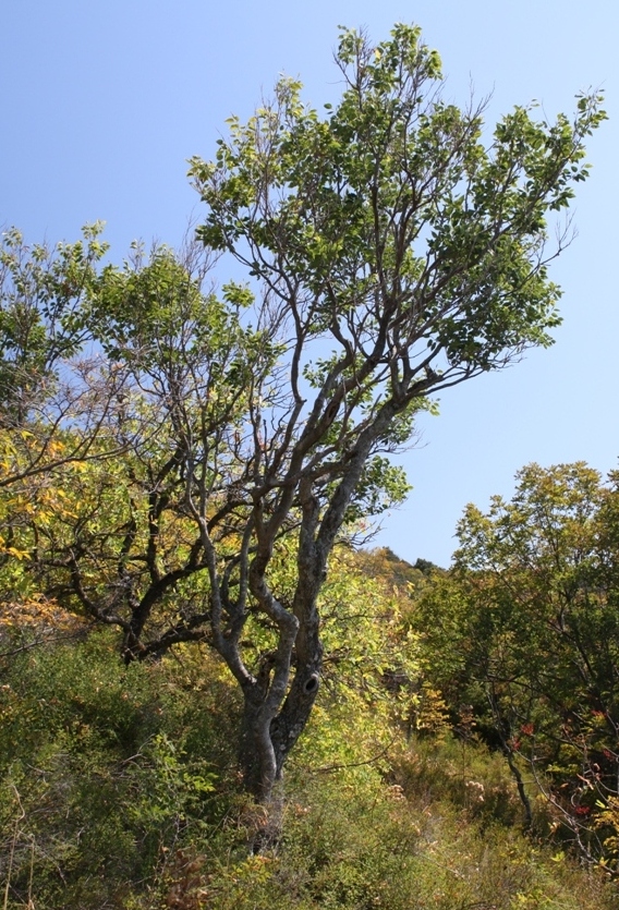 Image of Celtis glabrata specimen.