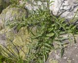 Image of taxon representative. Author is Татьяна Винокурова