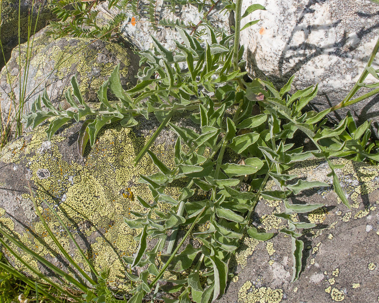 Image of Psephellus caucasicus specimen.