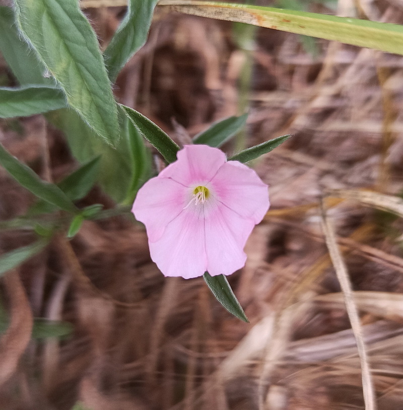 Image of Unknown species specimen.