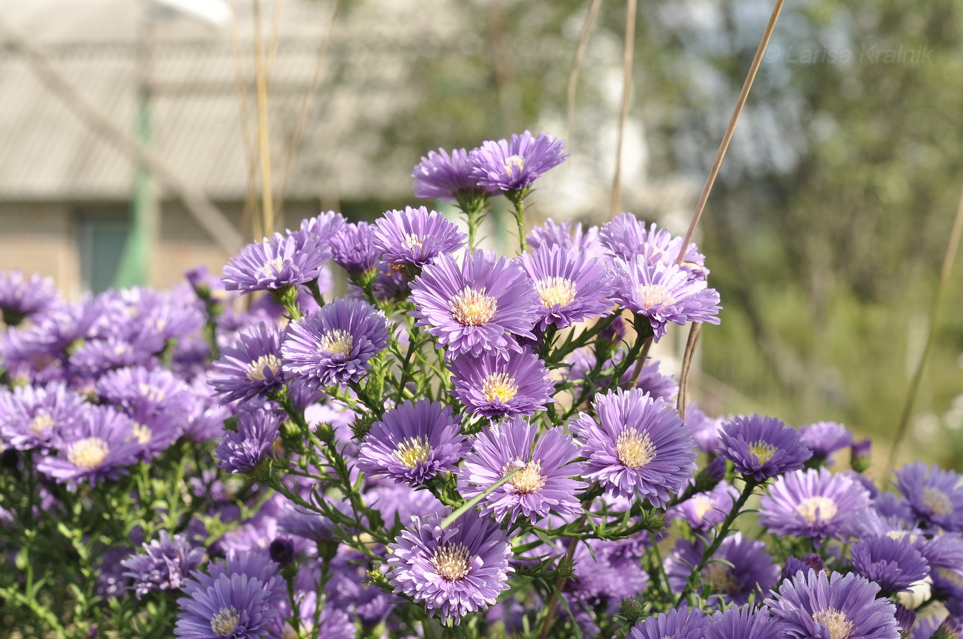 Изображение особи род Symphyotrichum.