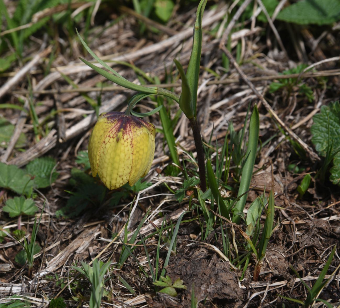 Image of Fritillaria ophioglossifolia specimen.