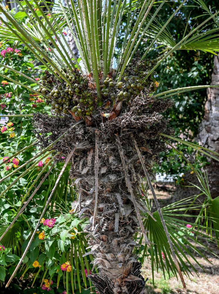 Image of Chamaerops humilis specimen.