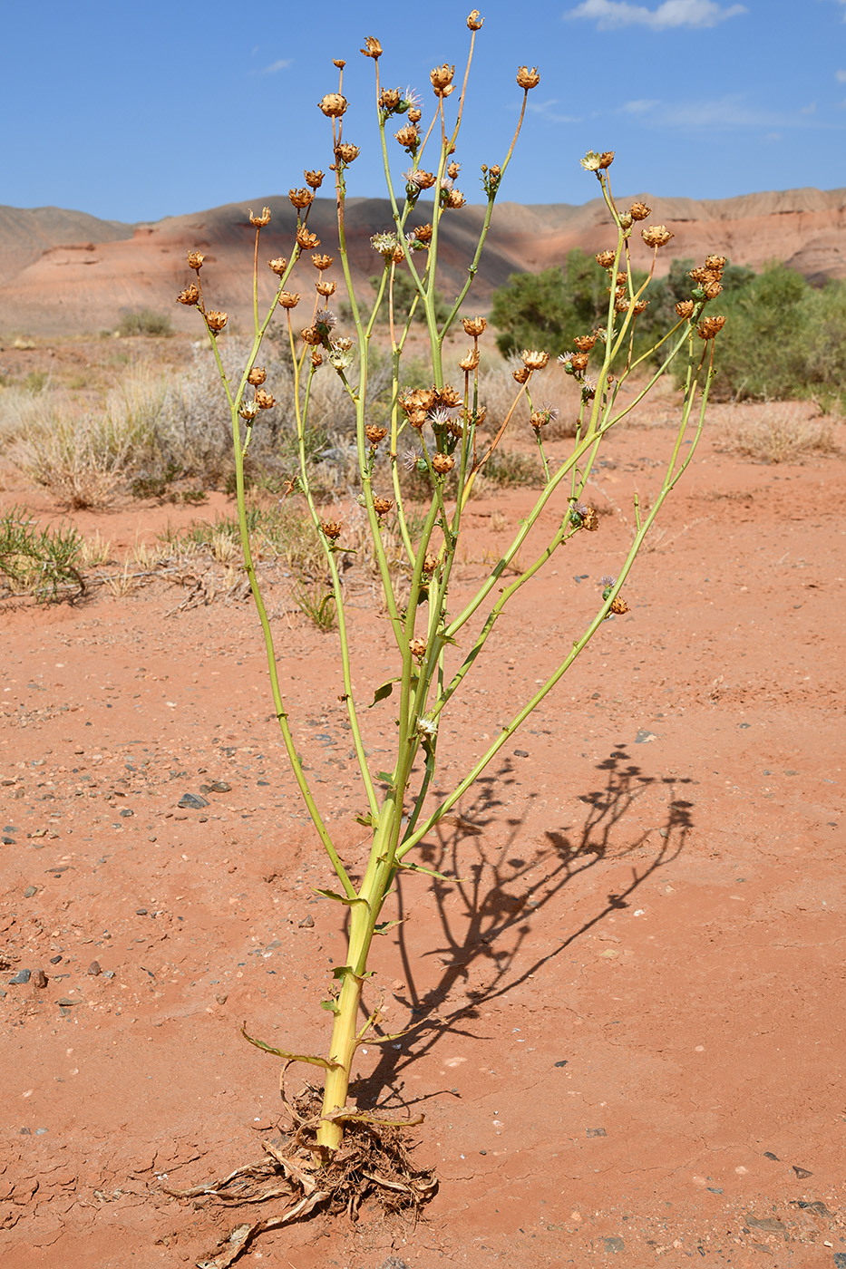 Image of Plagiobasis centauroides specimen.