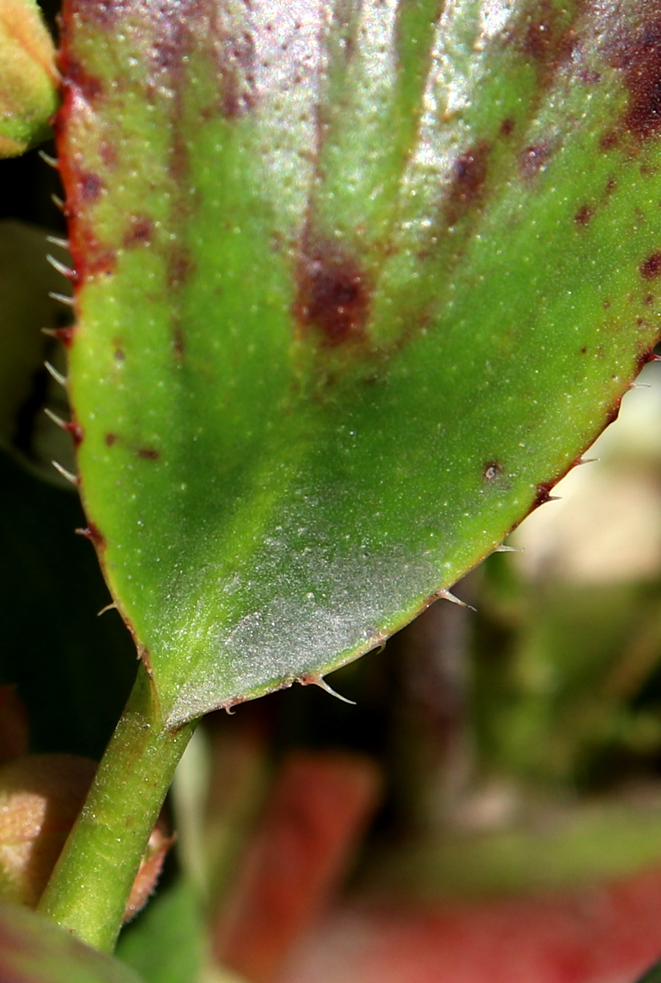 Image of Bergenia hissarica specimen.