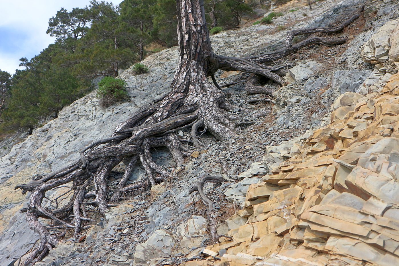 Изображение особи Pinus pityusa.