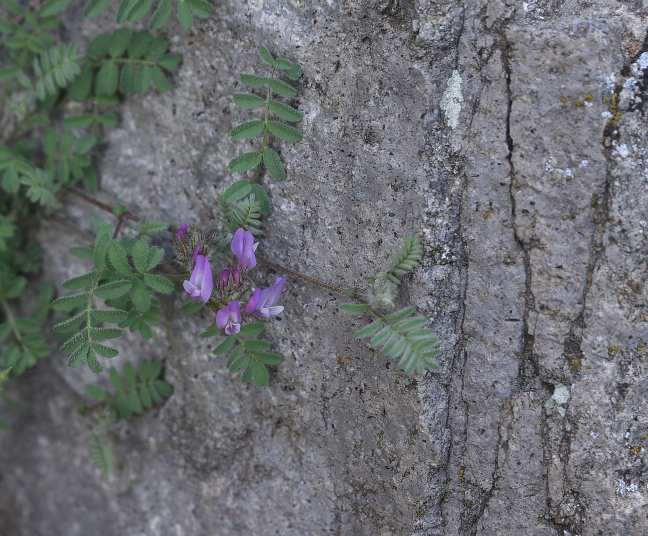 Image of genus Astragalus specimen.
