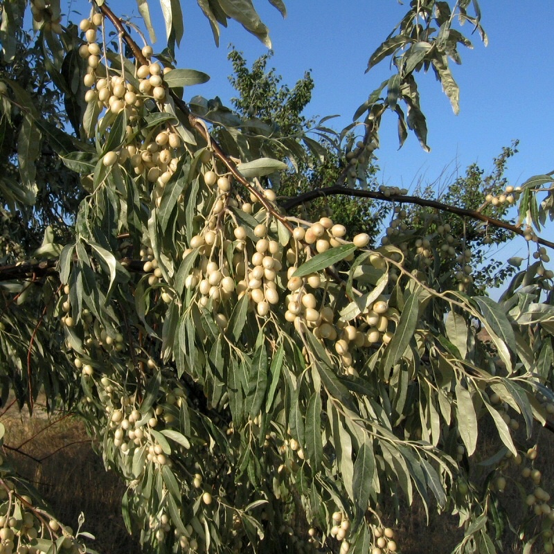 Image of Elaeagnus angustifolia specimen.