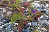 Смотреть изображение Erodium stephanianum