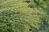 Ephedra procera. Бутонизирующие веточки. Грузия, край Самцхе-Джавахети, ок. крепости Тмогви, выс. 1370 м н.у.м., над обрывом. 6 июня 2026 г.