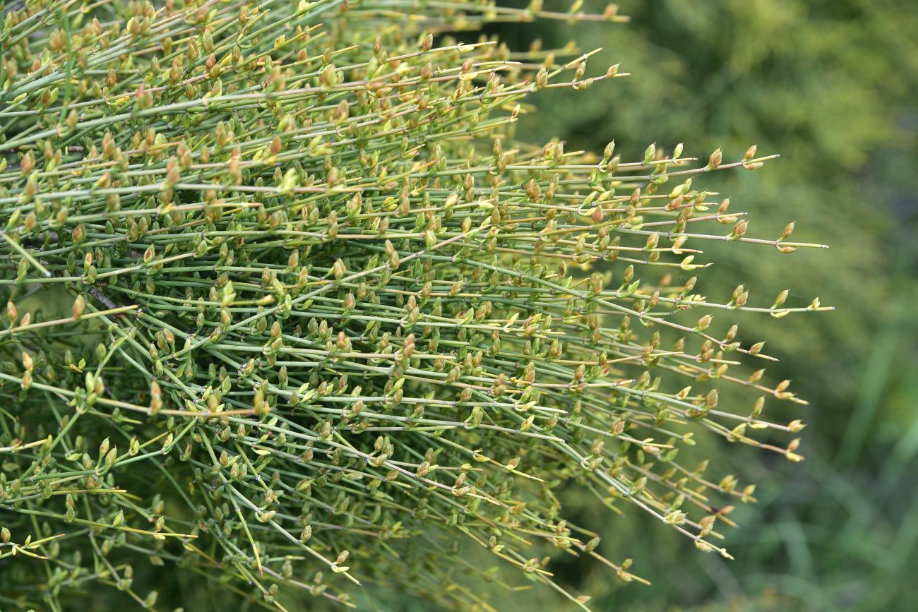 Image of Ephedra procera specimen.
