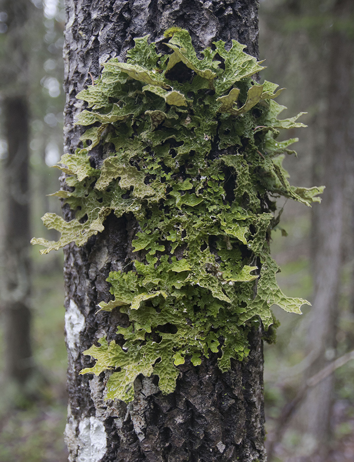 Изображение особи Lobaria pulmonaria.