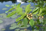 Frangula alnus