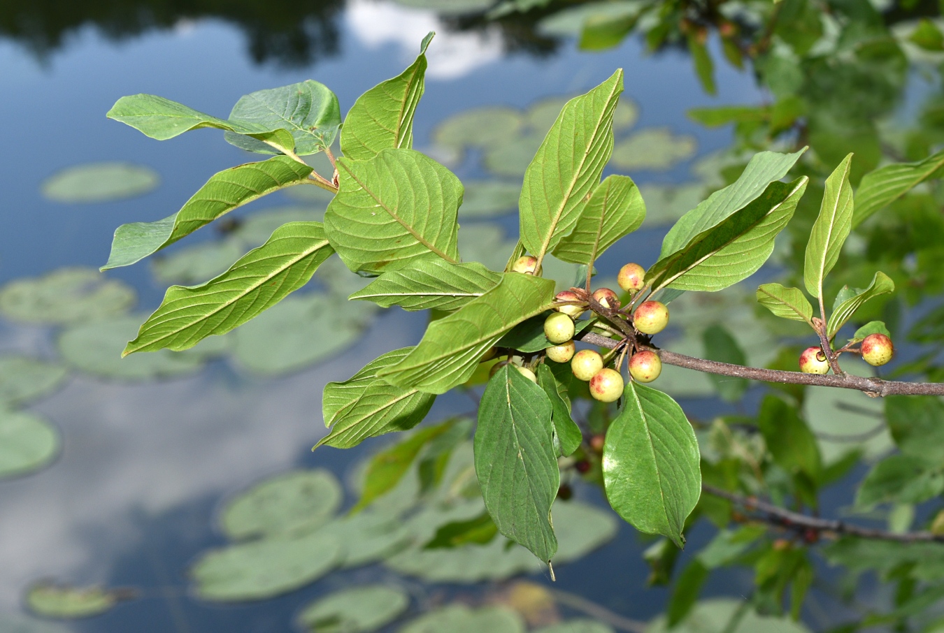 Image of Frangula alnus specimen.