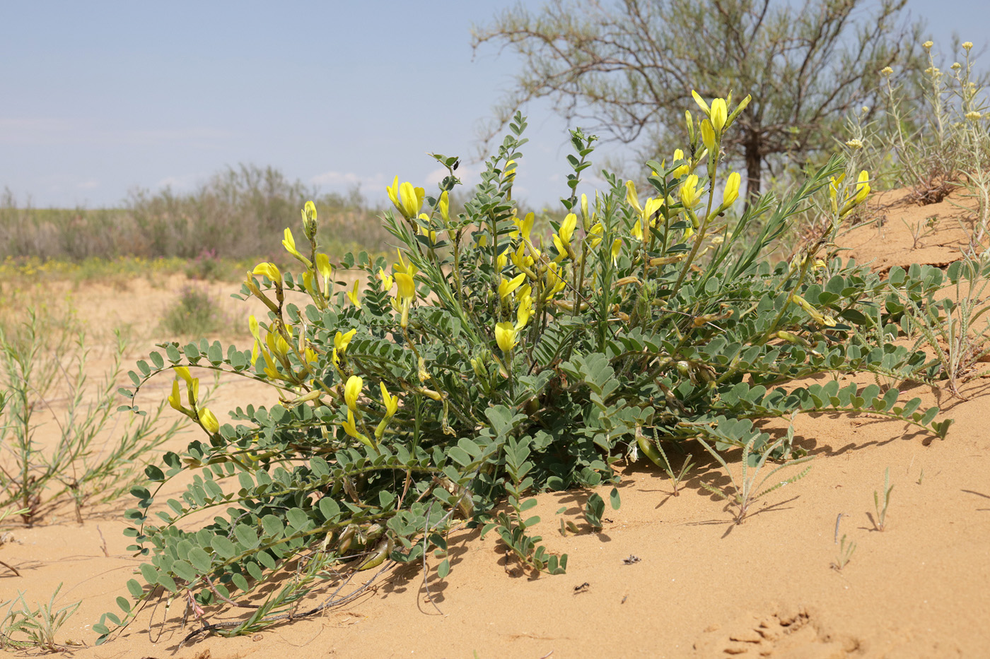 Image of Astragalus longipetalus specimen.