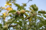 Malus domestica. Верхушка ветви с плодами. Беларусь, Брестская обл., Каменецкий р-н, дер. Бобинка, территория агроусадьбы, в культуре. 30.06.2026.