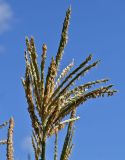 Zea mays. Мужское соцветие. Московская обл., гор. округ Серпухов, дол. р. Протва, в культуре. 09.08.2026.