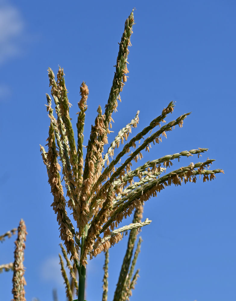 Изображение особи Zea mays.