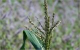 Zea mays. Верхушка мужского соцветия. Московская обл., Раменский р-н, окр. дер. Хрипань, садовый участок. 24.07.2026.