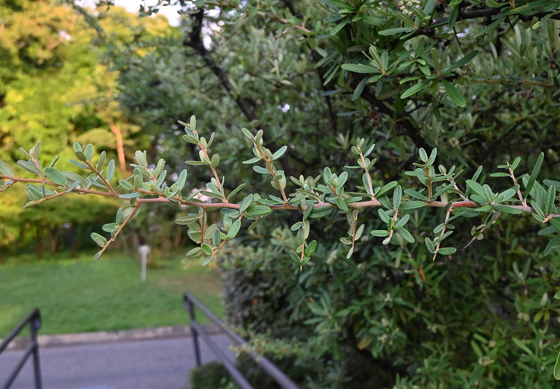 Изображение особи Pyracantha angustifolia.